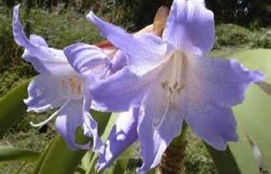 purple-blue-droopy-flowers
