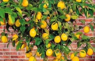 bright-yellow-lemon-tree
