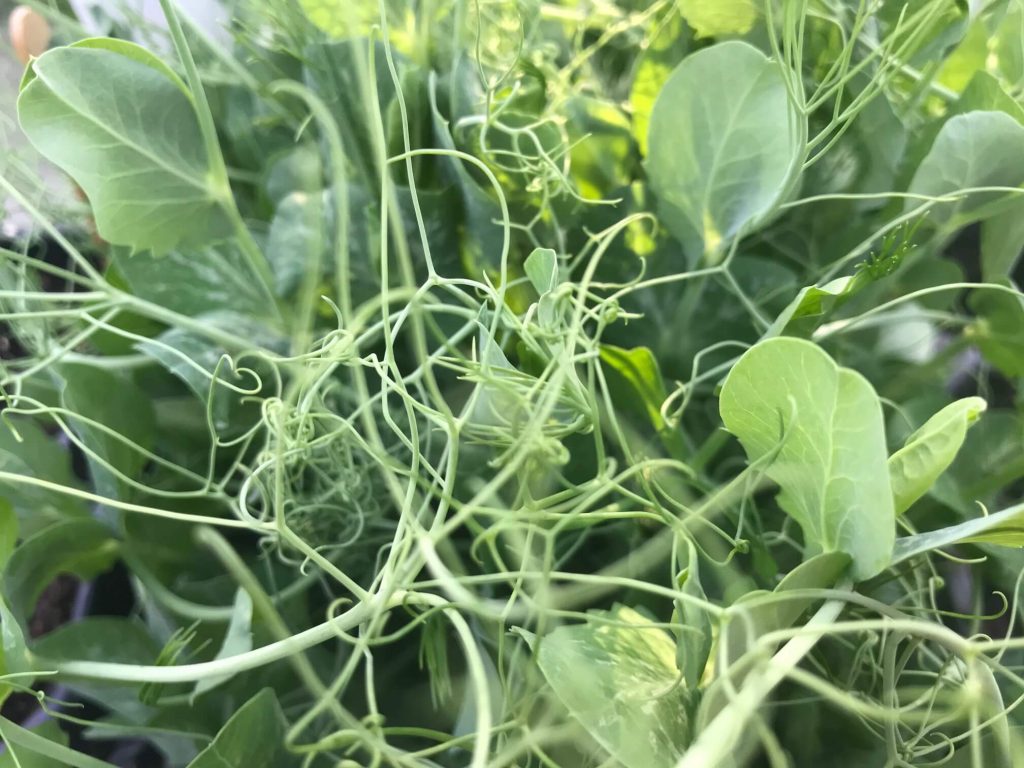 Peas growing during winter within a greenhouse.