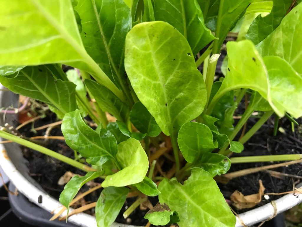 A pot of spinach grows.
