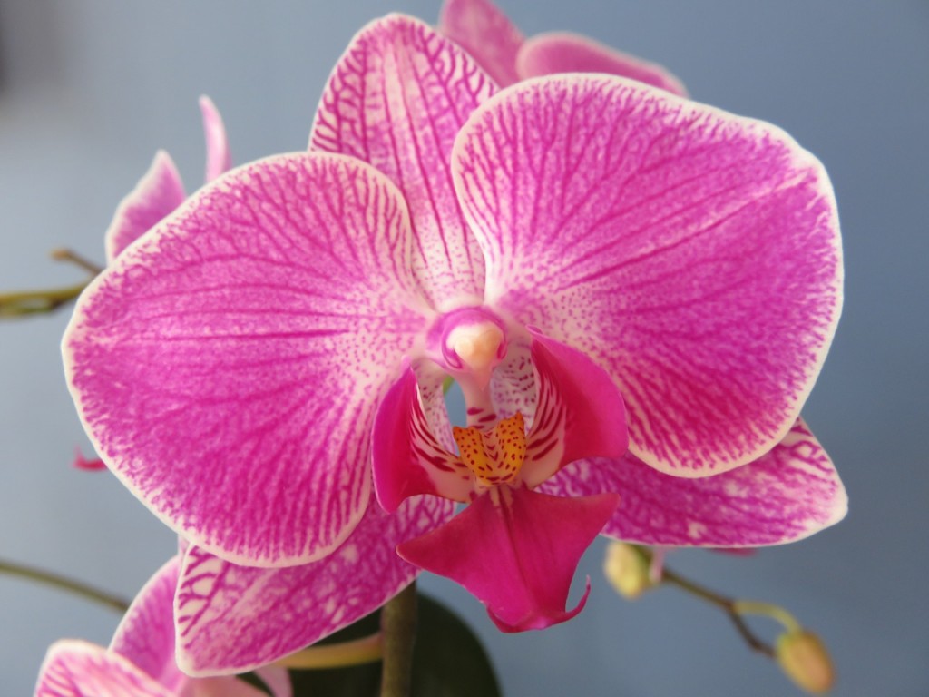 phalaenopsis-621906_1280