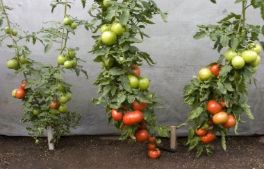 big-beef-tomatoes-not-grafted-and-grafted