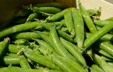 harvested-green-beans