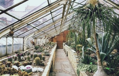 cacti-in-greenhouse