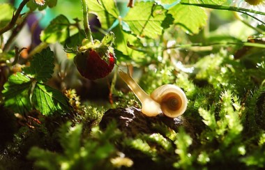 snail-reaching-for-strawberry