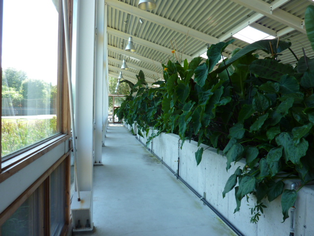Interior of Greenhouse with Lagoons