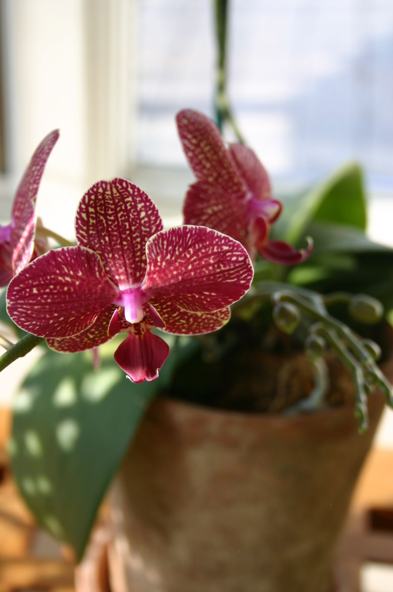 orchid phal