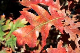 Crimson Spire Oak CU