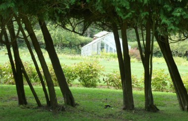 glasshouse-through-trees