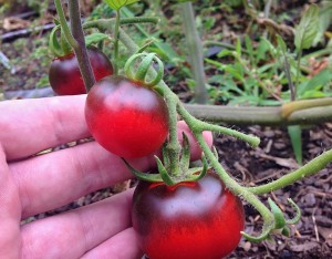 Evidence of anthocyanin, Territorial Seeds - Alice