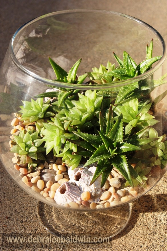 Spiky Aloe nobilis couples with seashells as if under water in a 10-inch tall glass terrarium; 