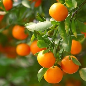 Clemintine orange august