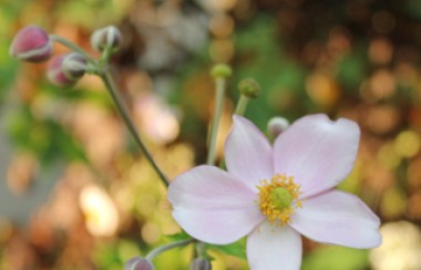 light-pink-summery-flower