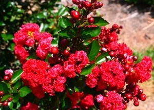 First Editions® Ruffled Red Magic® (Lagerstroemia ‘PIILG-AII’)