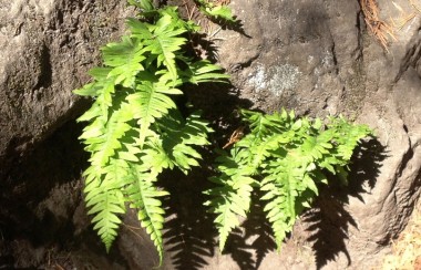 a-rare-green-fern-hidden-in-rocks