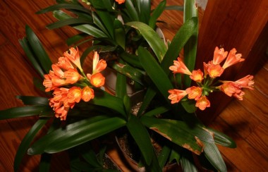 orange-petal-flower