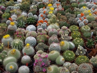 Dwarves_cactus