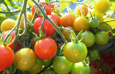 ripe-fresh-tomatoes