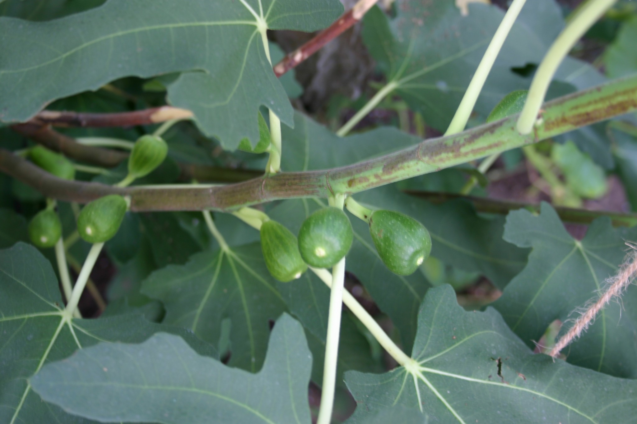 Growing Figs in a Cold Climate Roger Marshall Hartley Botanic