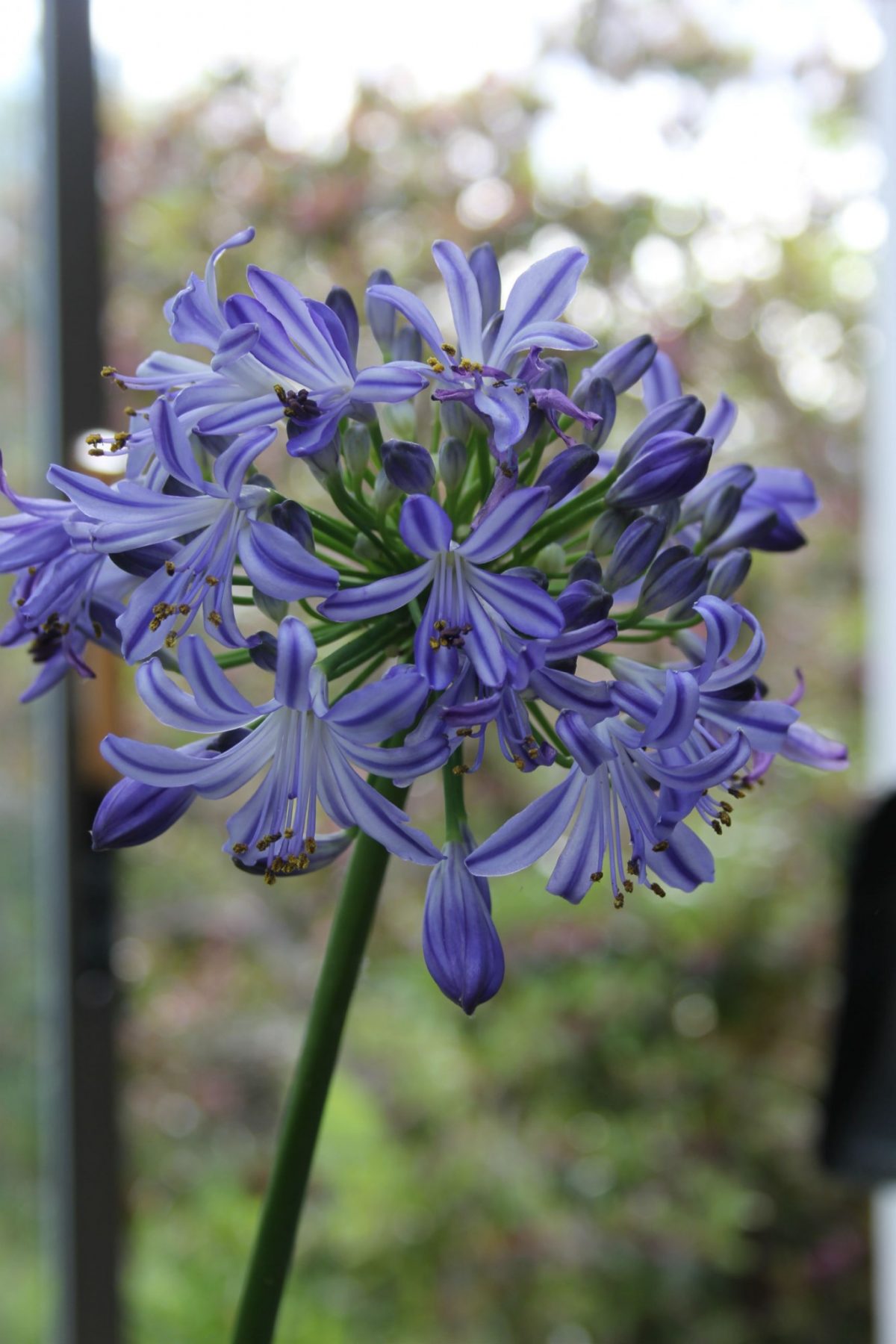 Growing Agapanthus (African Lily) Where Winters Are Cold by Roger