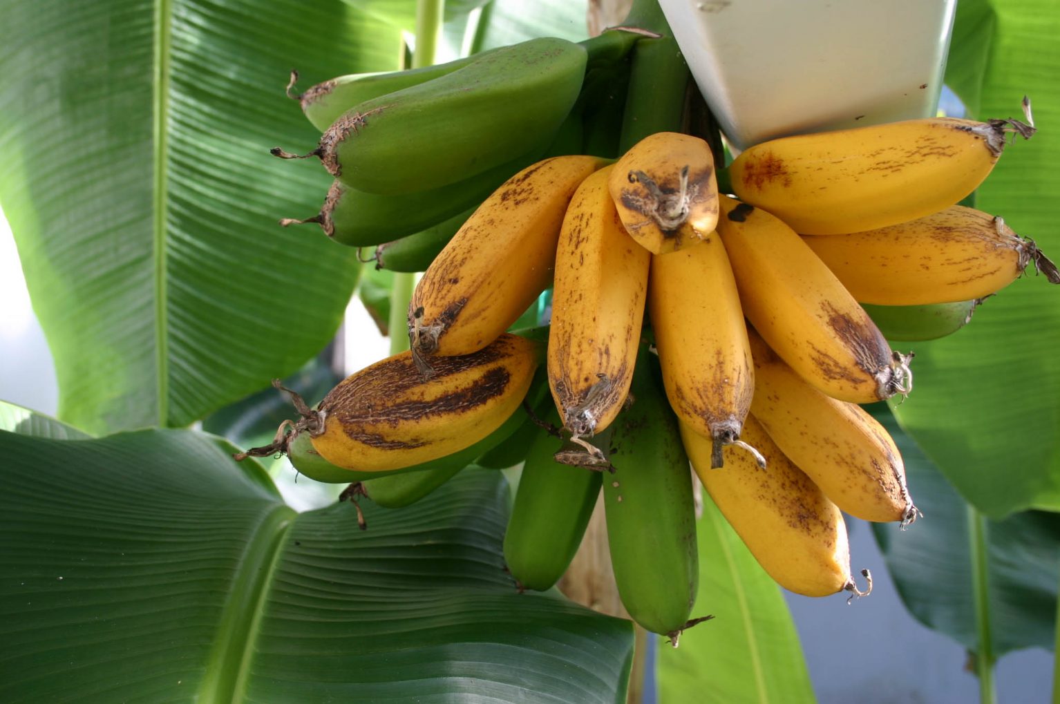 Growing Bananas in a Greenhouse by Roger Marshall