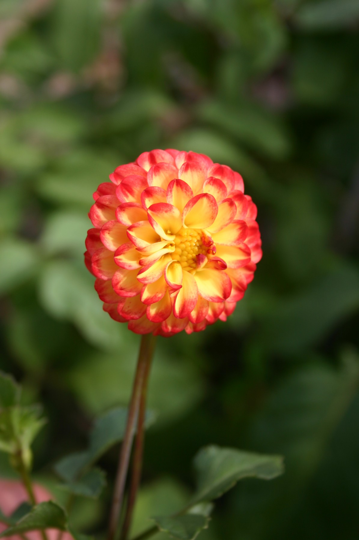 Growing EarlyBlooming Dahlias by Roger Marshall