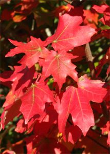 The Best Time to Plant Trees - Mary-Kate Mackey - Hartley Botanic