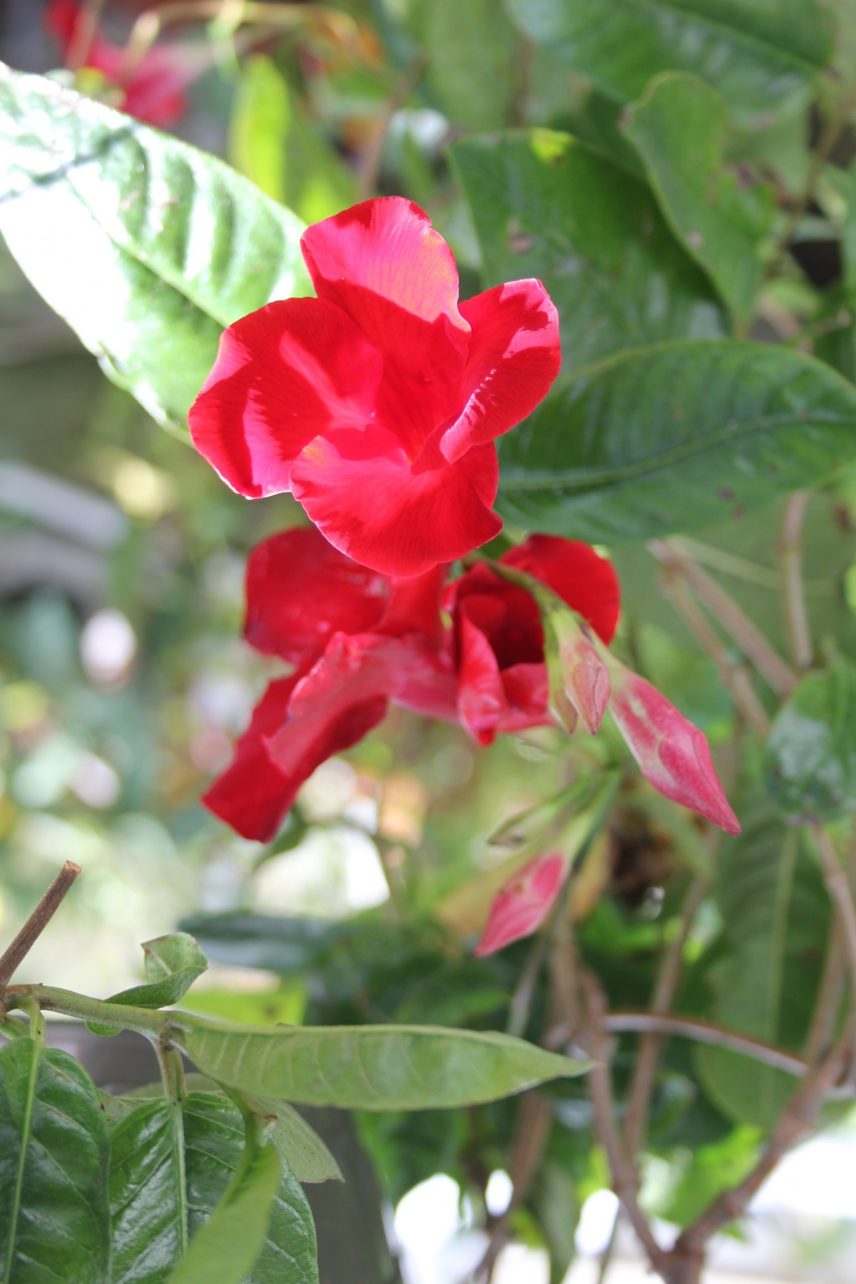 Growing Mandevillas By Roger Marshall Hartley Botanic