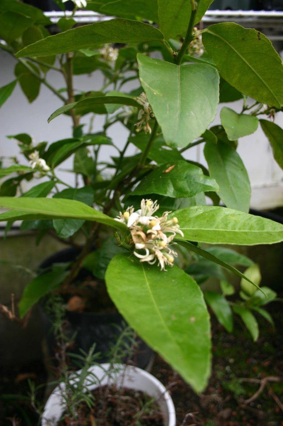 Growing Organic Fruits and Vegetables YearRound by Roger Marshall