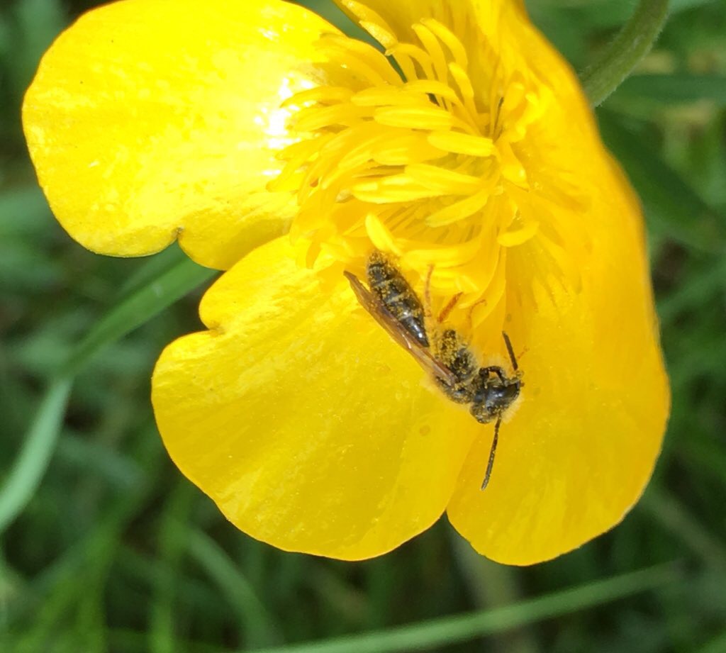Why are weeds good for bees? by Jean Vernon