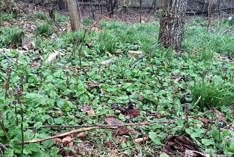 How to Help Native Plants Win Back their Territory - by Mary-Kate Mackey