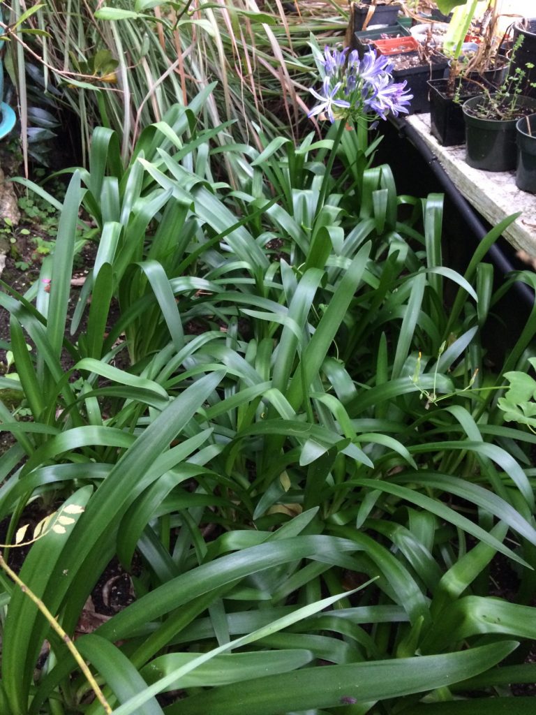 Growing agapanthus by Roger Marshall