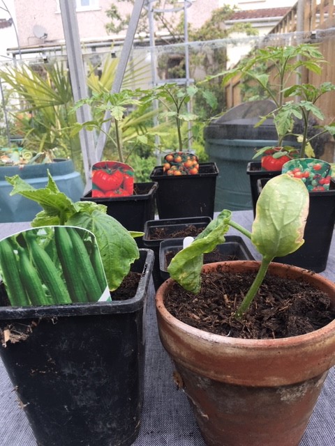 Cucumber Plants - by Lia Leendertz