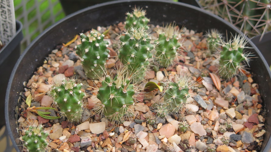 Cold Hardy Cactus For Extreme Gardening By Ethne Clarke