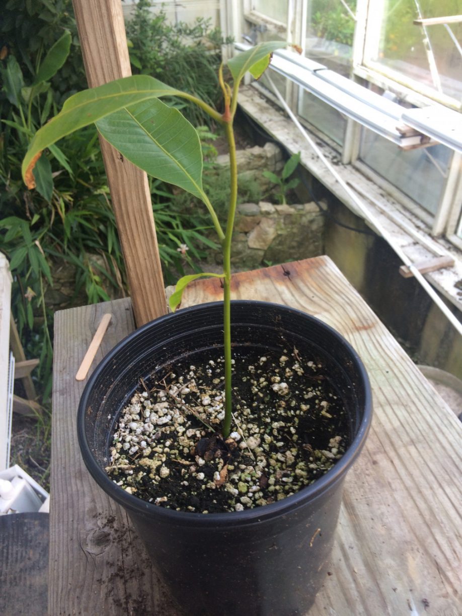 Growing Mango from Seed - Roger Marshall - Hartley Botanic