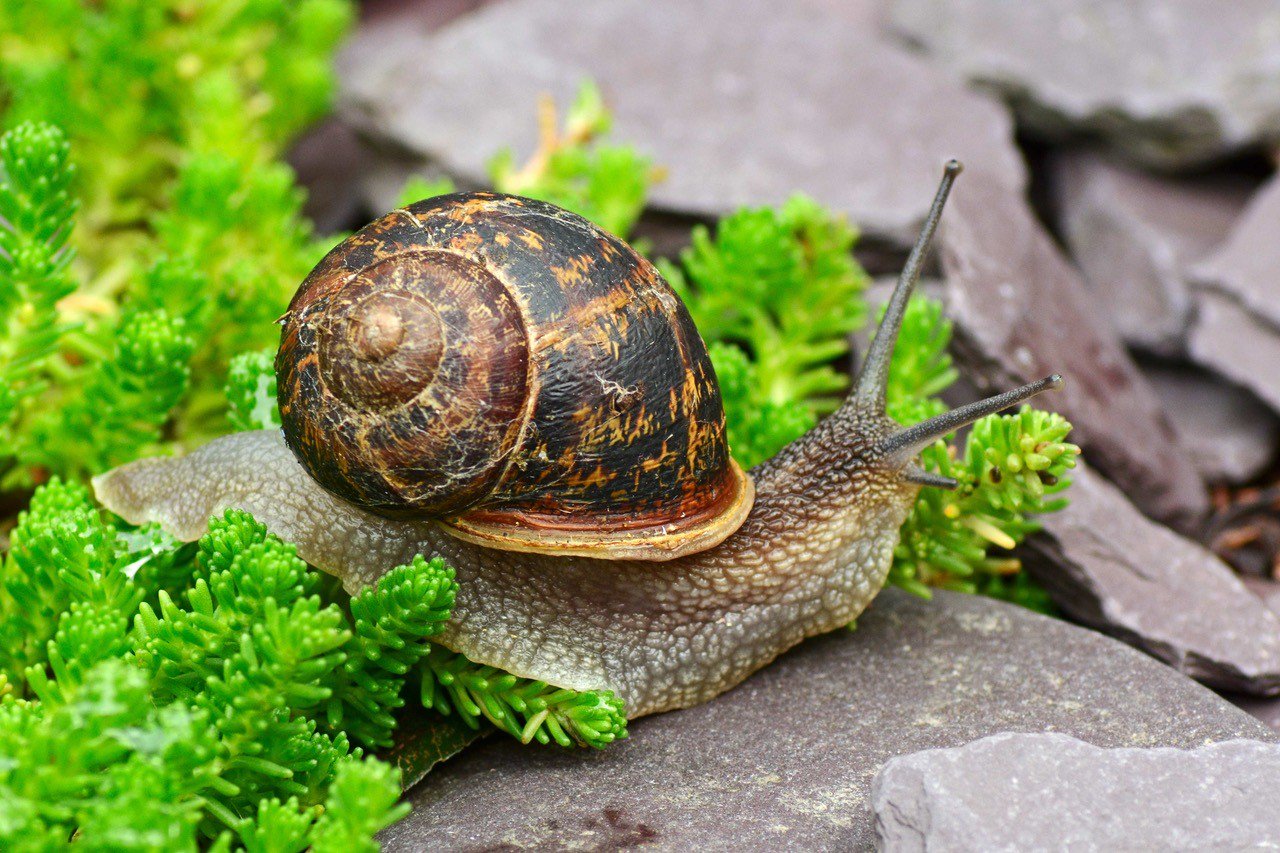 Benefits of Garden Snails - Jean Vernon - Hartley Botanic