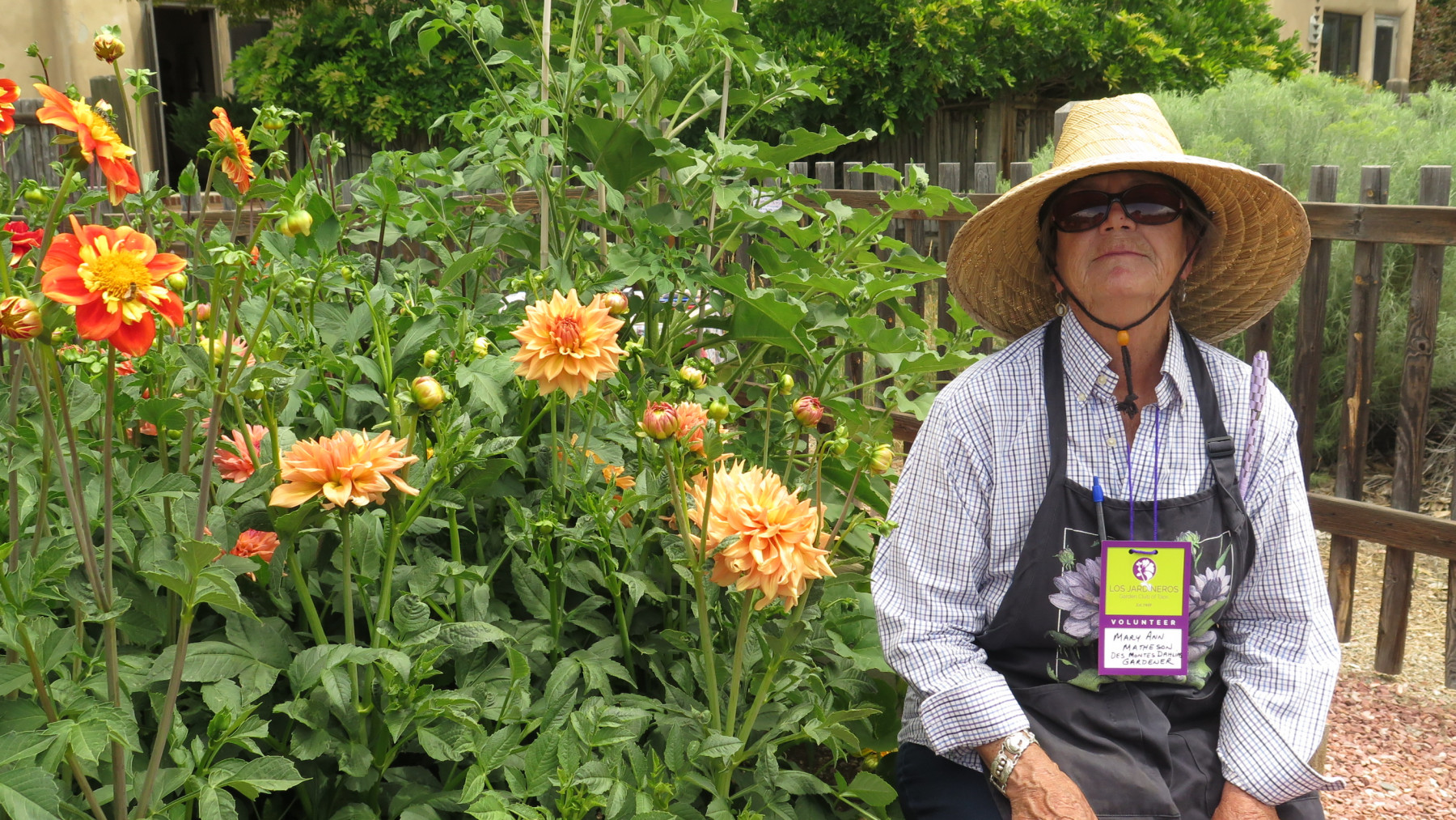 Growing Dahlias in a Hot Climate Ethne Clarke Hartley Botanic