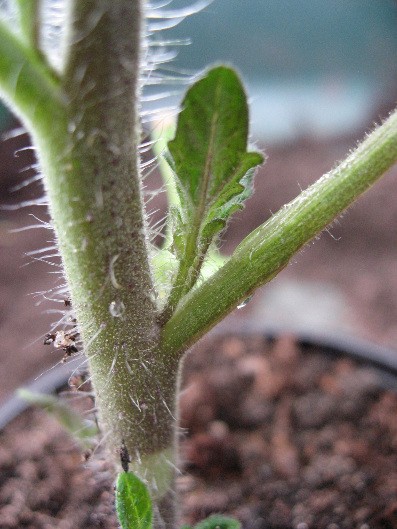 growing-tomatoes-by-val-bourne