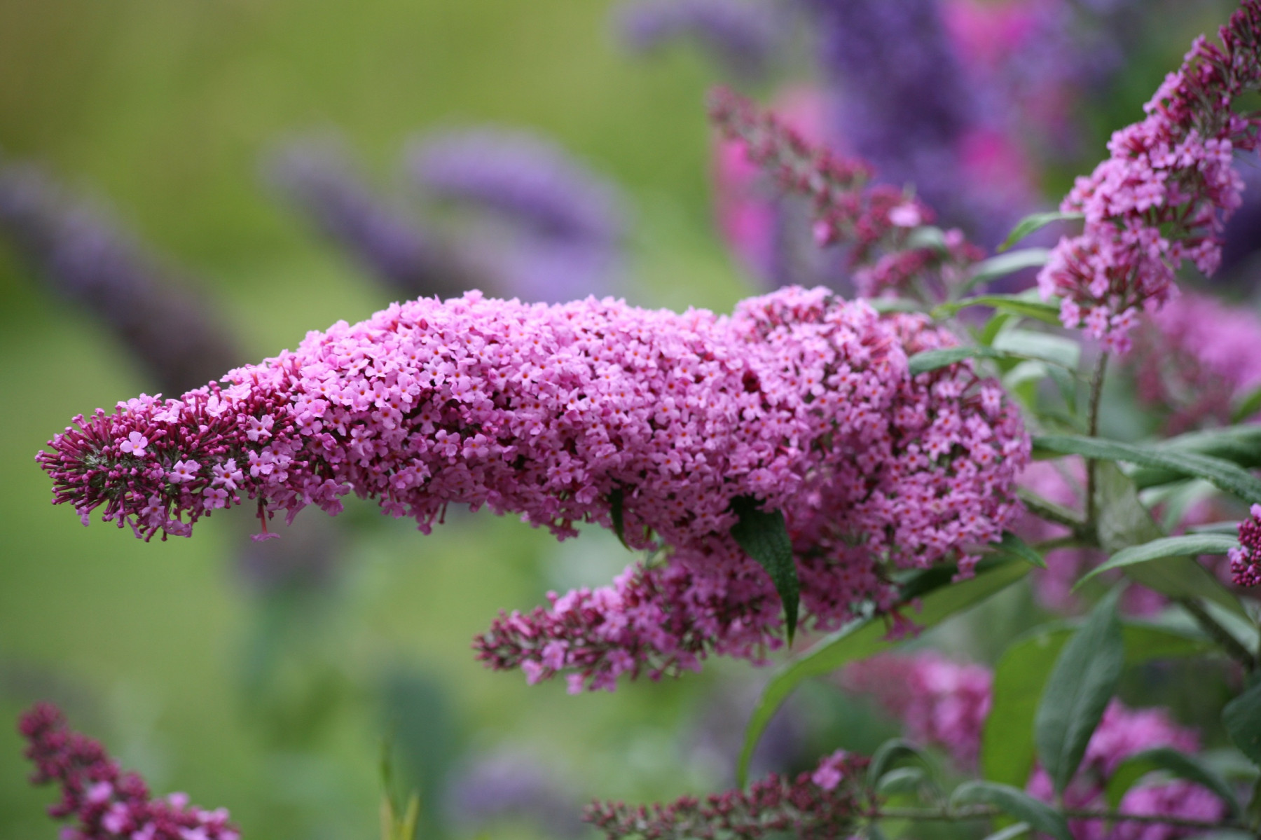 Summer-flowering Shrubs - by Val Bourne