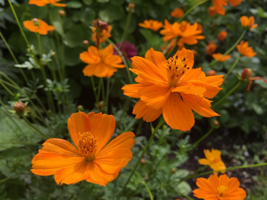 Gardening Gifts of Hope by Beth Botts - Hartley Botanic