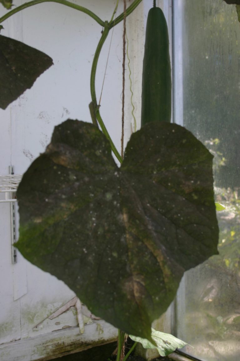 Solving Mold In Greenhouse Roger Marshall Hartley Botanic