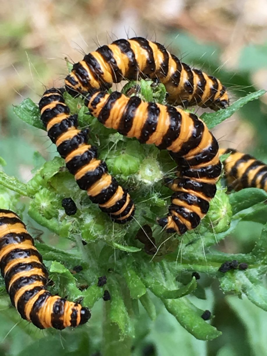 Are caterpillars damaging my plants? by Jean Vernon