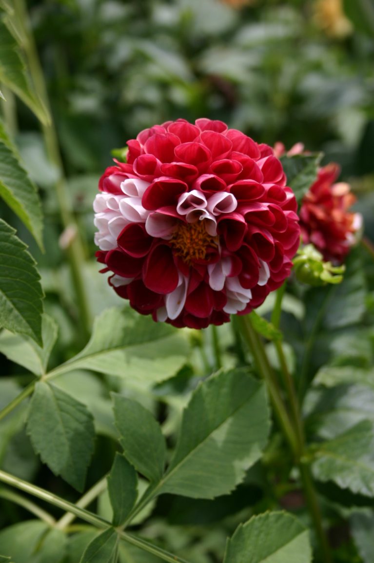 Growing Dahlias in Your Greenhouse by Roger Marshall