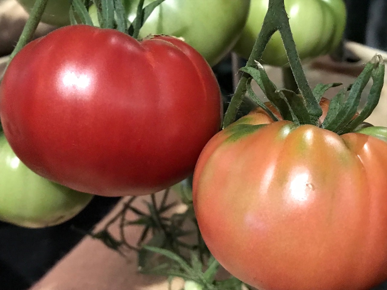 Carbon Tomato Seeds  Nature & Nurture Seeds