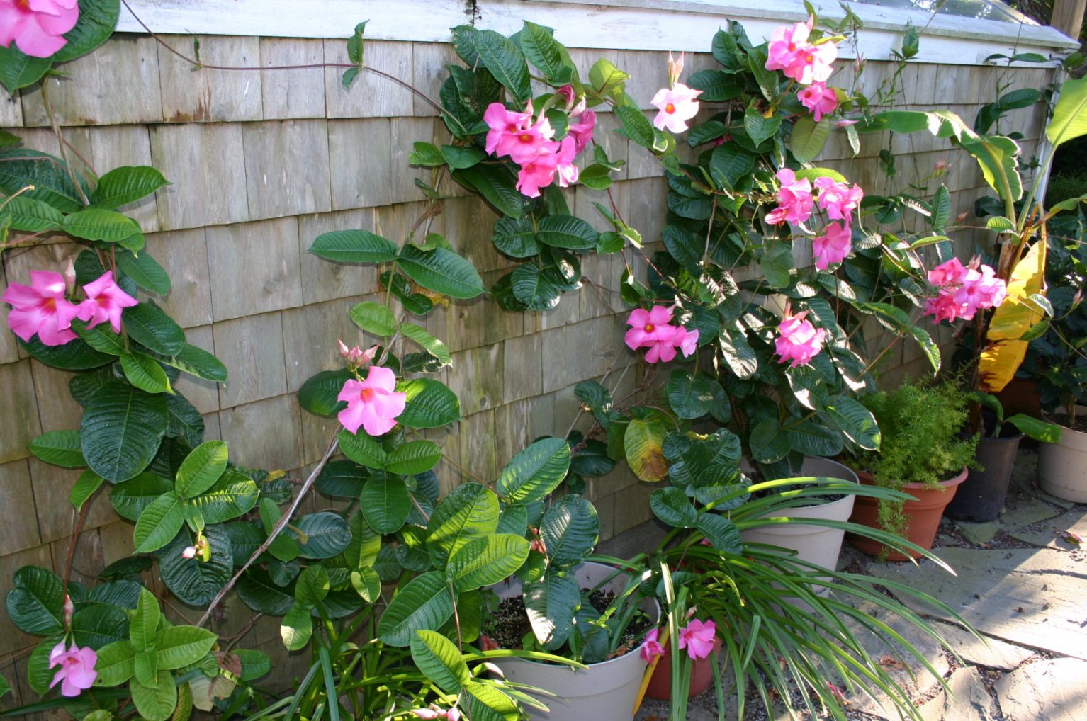 Keeping Mandevilla in Your Greenhouse by Roger Marshall