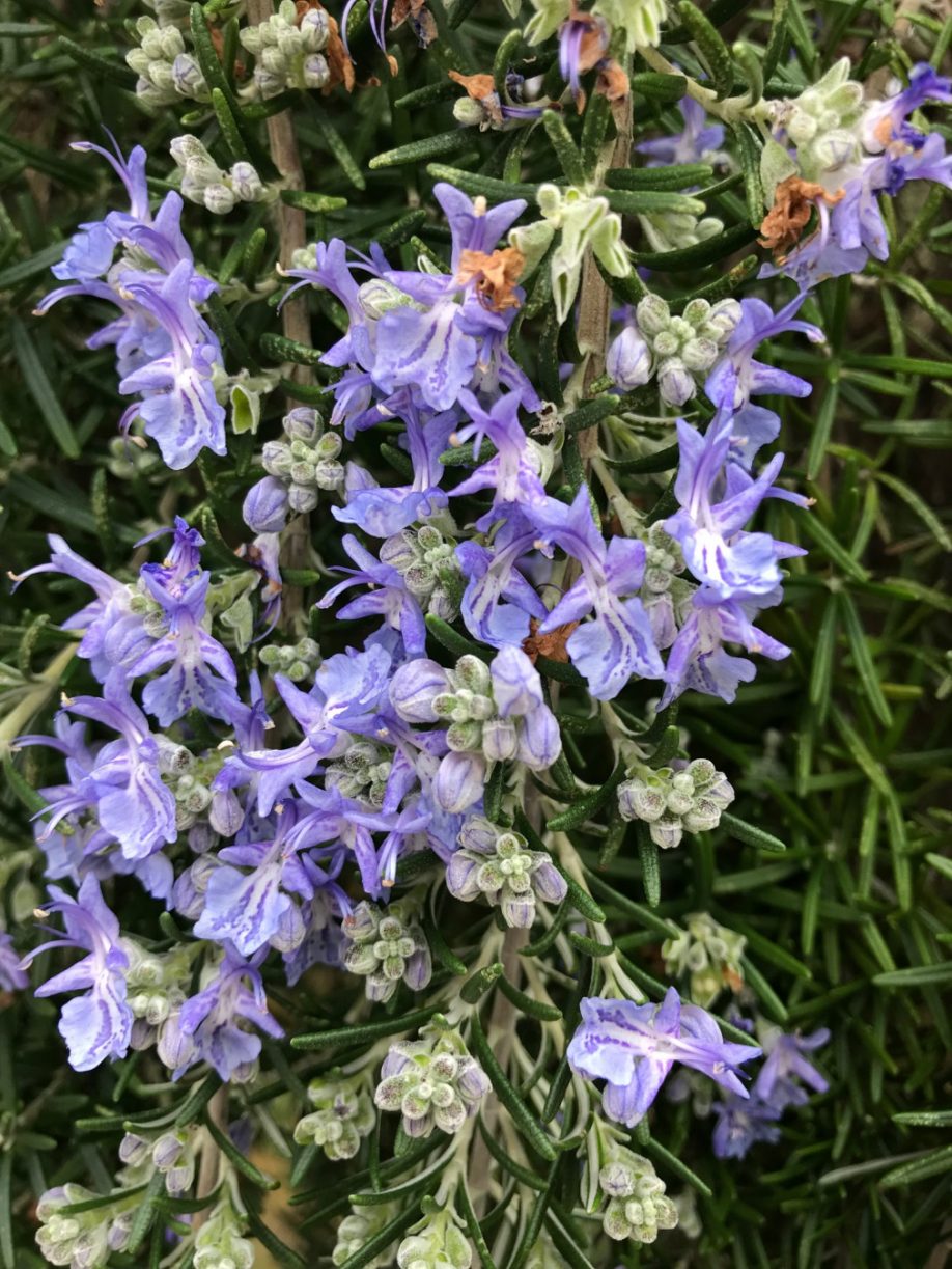 Rosemary for Remembrance by Jean Vernon