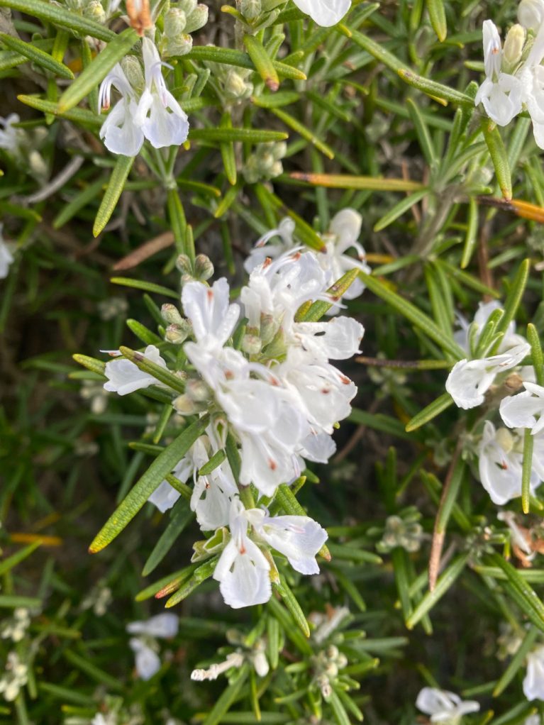Rosemary for Remembrance by Jean Vernon