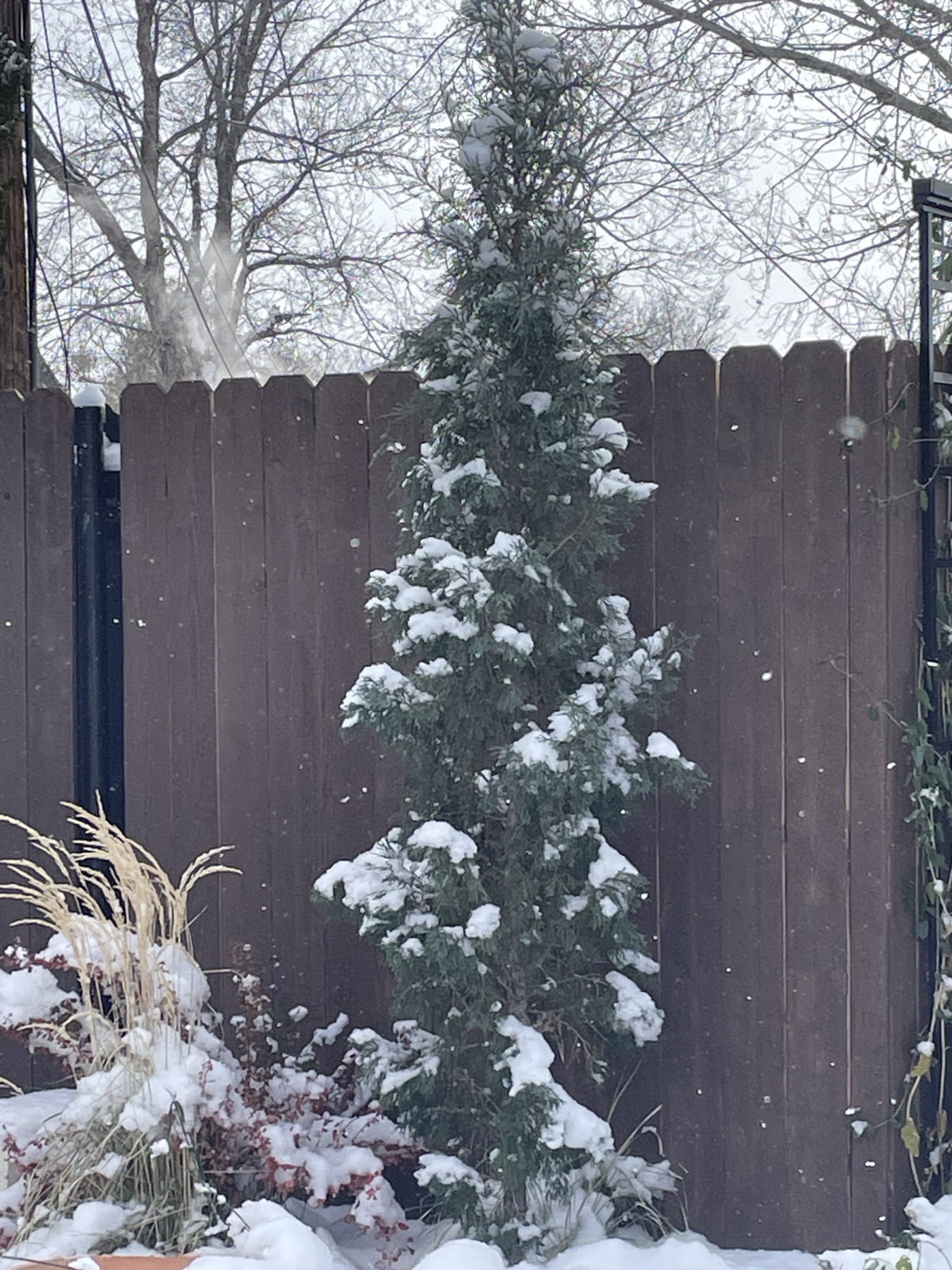 Winterizing a dry garden by Ethne Clarke