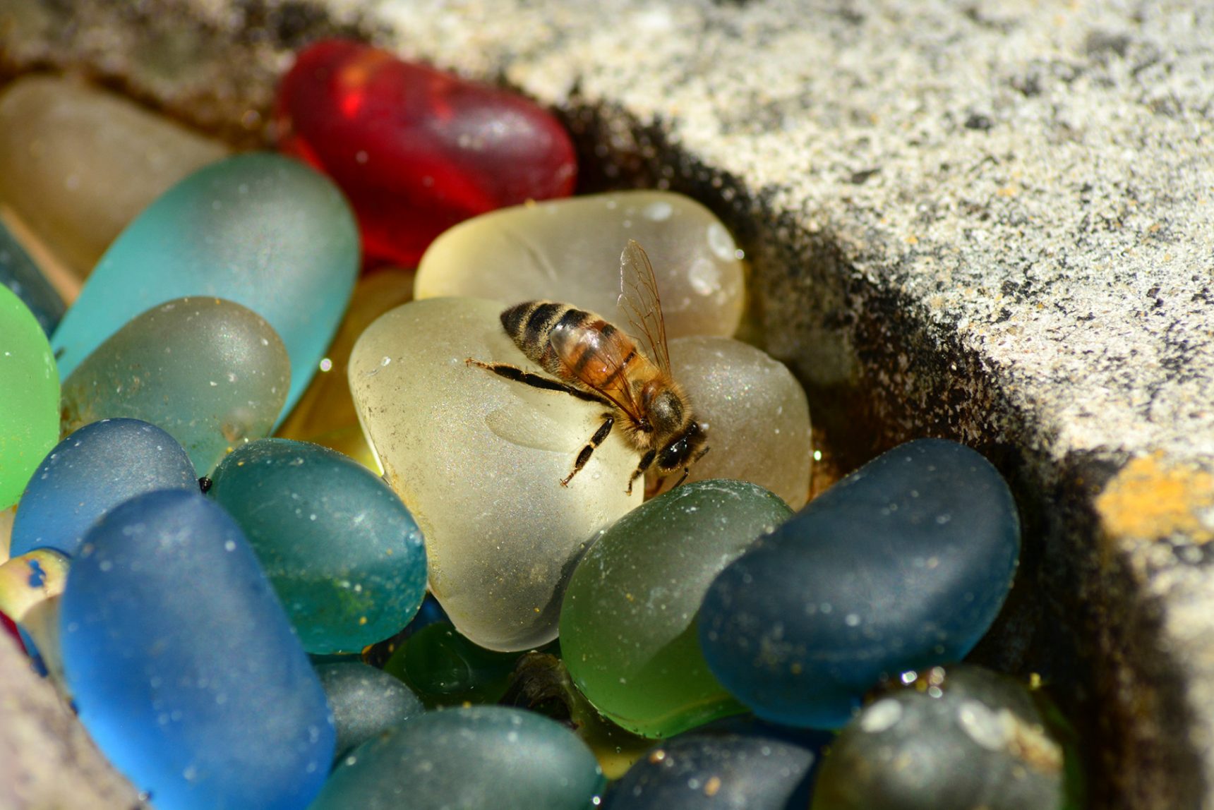 How to use water in the garden efficiently by Jean Vernon