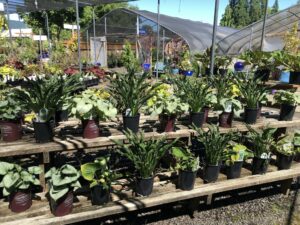 A Greenhouse Winter Garden - FineGardening